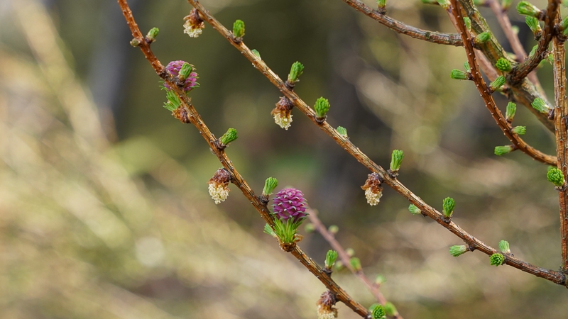 European Larch male and female flowers Hayley Kinsey