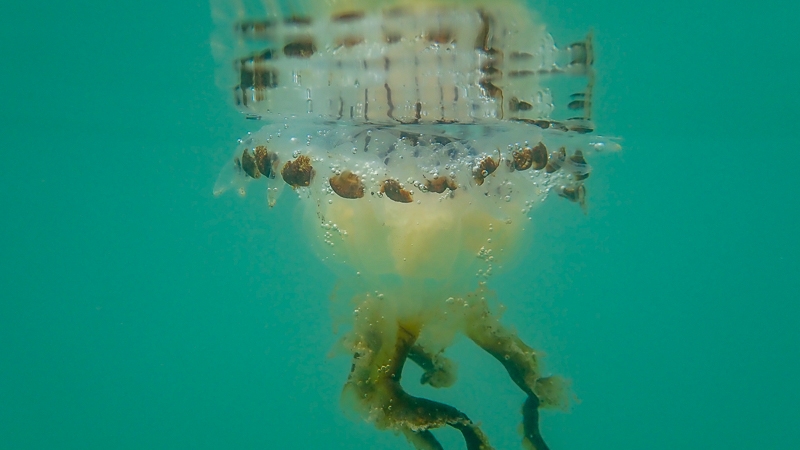 Hayley Kinsey compass jelly underwater