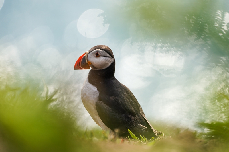 Hayley Kinsey Puffin 2