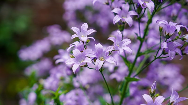 Hayley Kinsey Purple Flowers