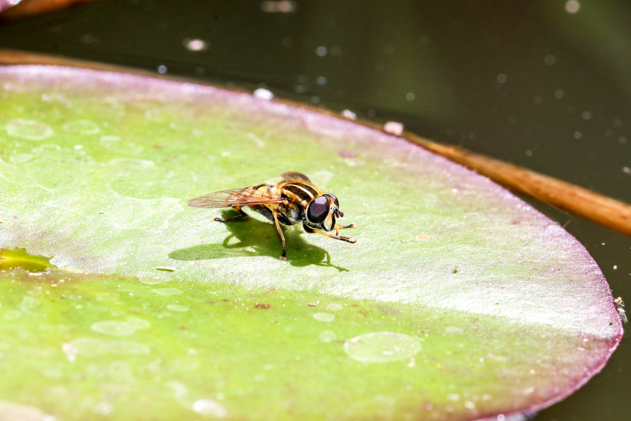 HAYLEY KINSEY HOVERFLY ON WATERLILY