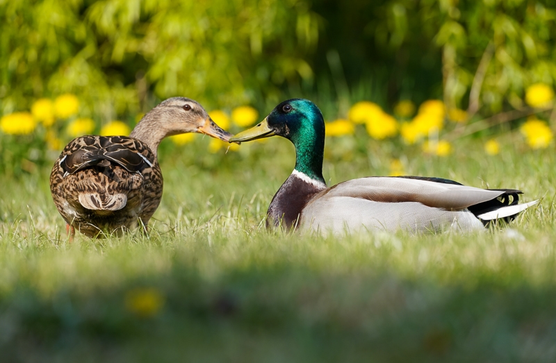 Hayley Kinsey Mallards