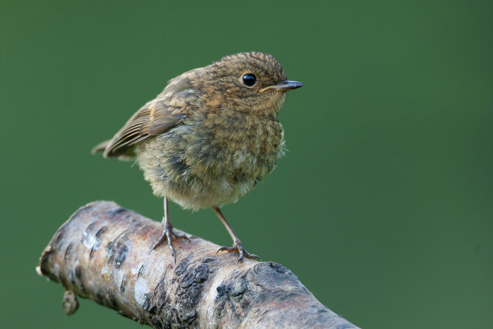 robin fledgling 2