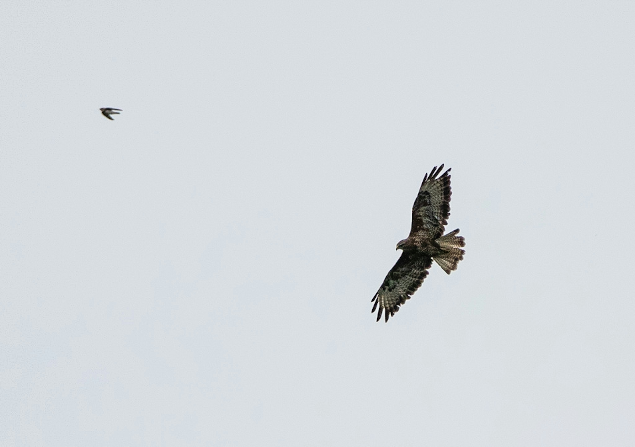 hayley-kinsey-common-buzzard-in-flight-