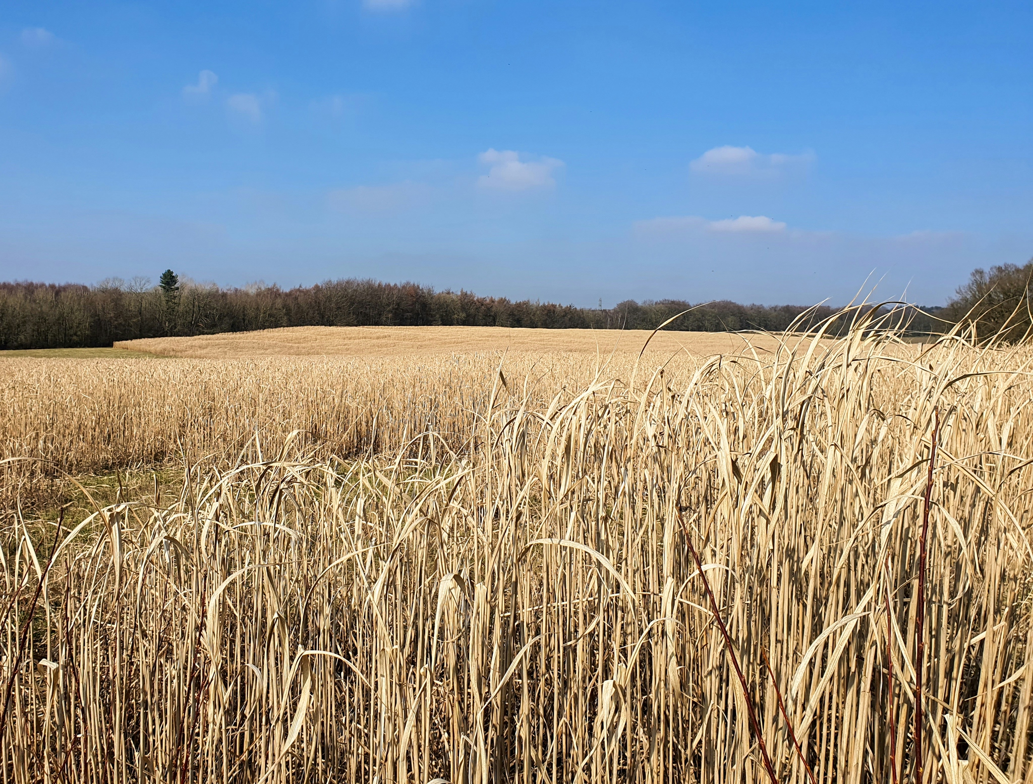 Hayley Kinsey Field of Wheat