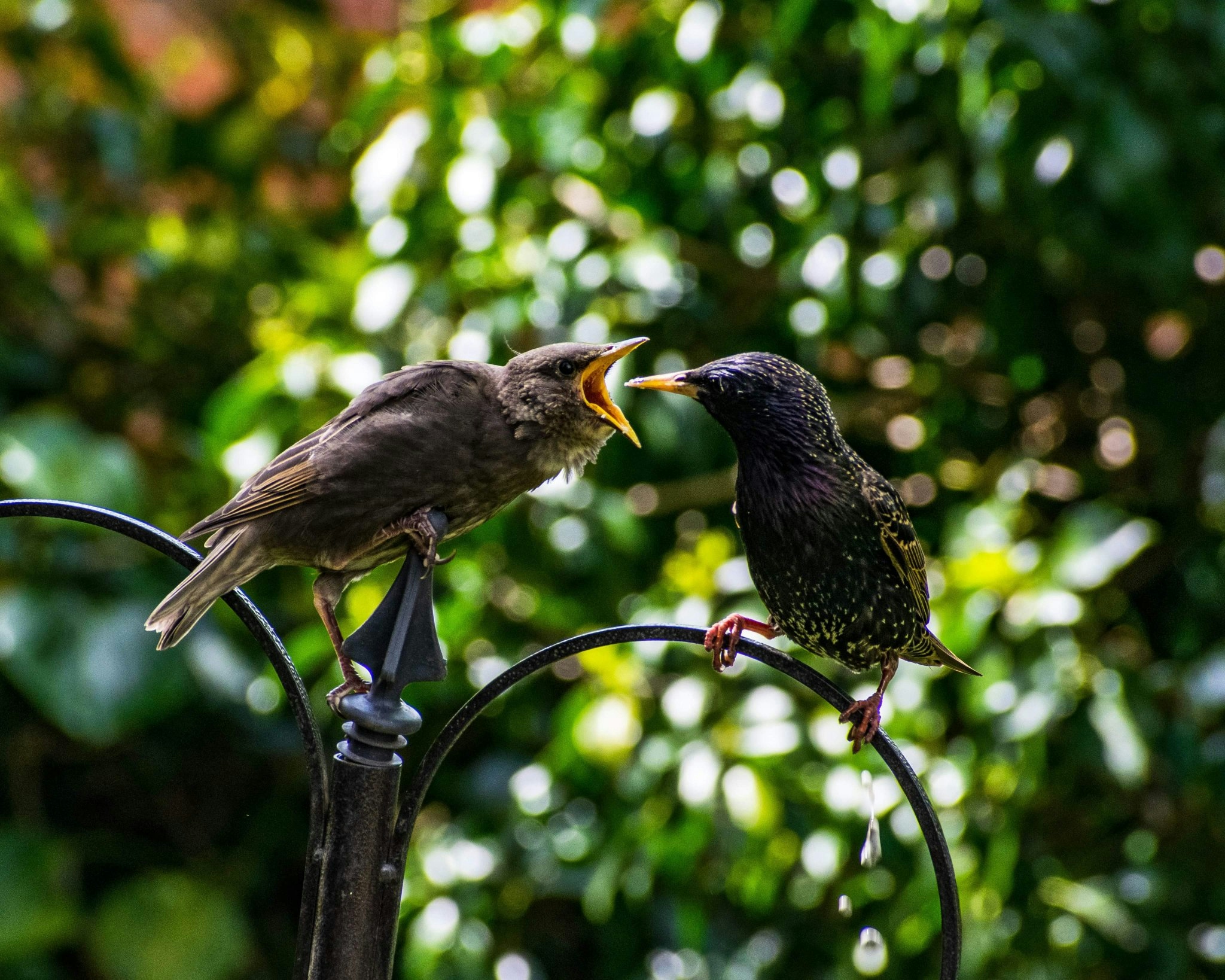 Starling being fed Lucy