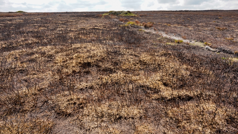 Burnt Moor Hayley Kinsey