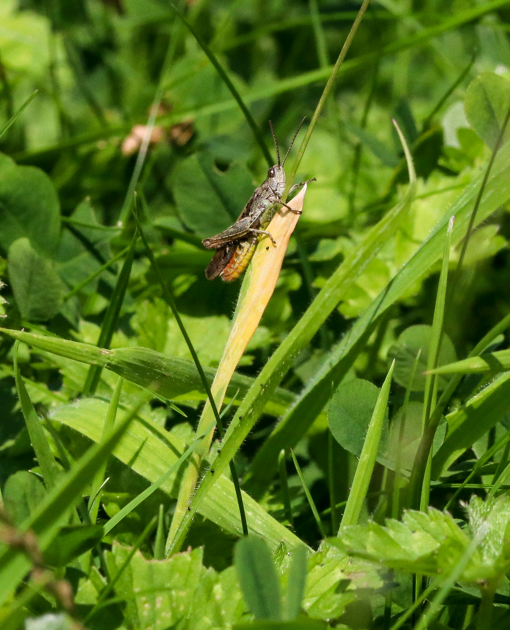 Hayley Kinsey Field Grasshopper