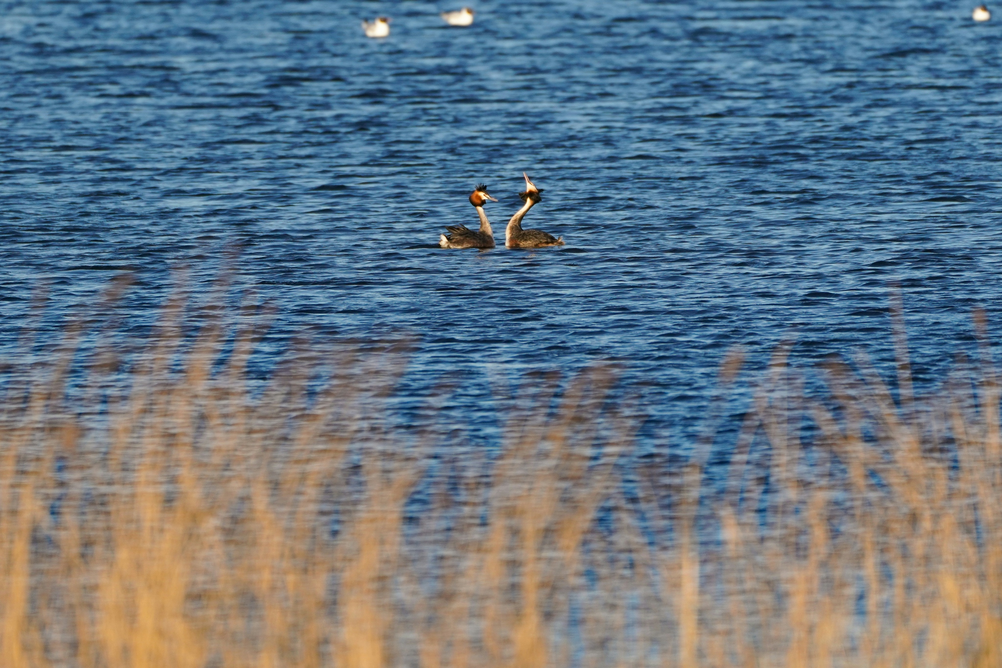Hayley Kinsey Displaying Great Crested Grebes