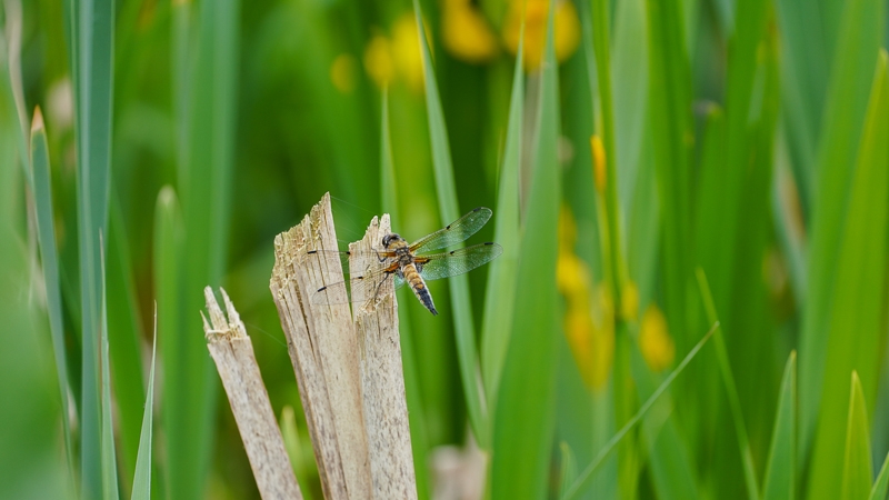 Hayley Kinsey Four Spotted Chaser Dragonfly