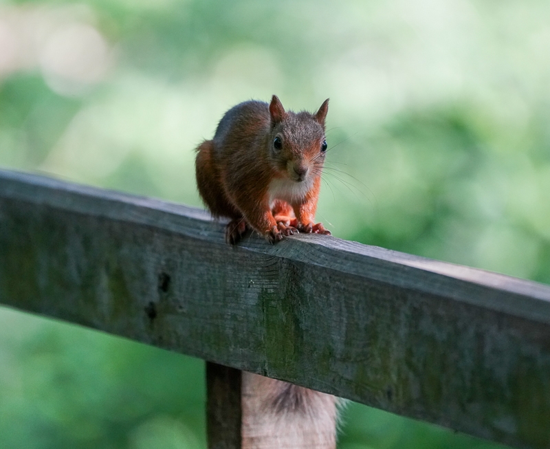 Hayley Kinsey Red Squirrel