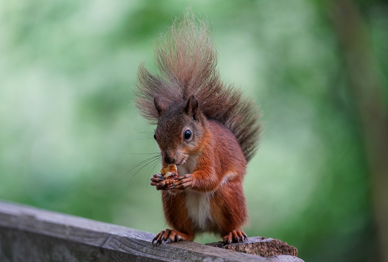 Hayley Kinsey Red Squirrel 22