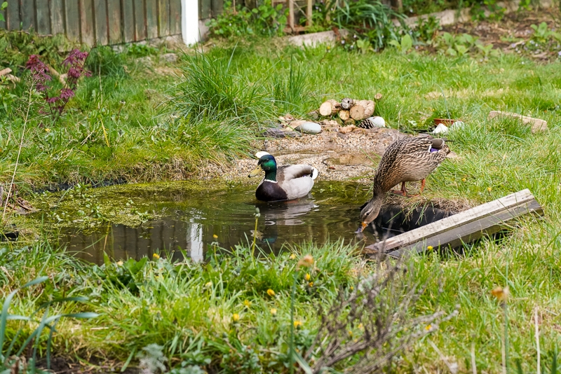 Hayley Kinsey Ducks in Pond