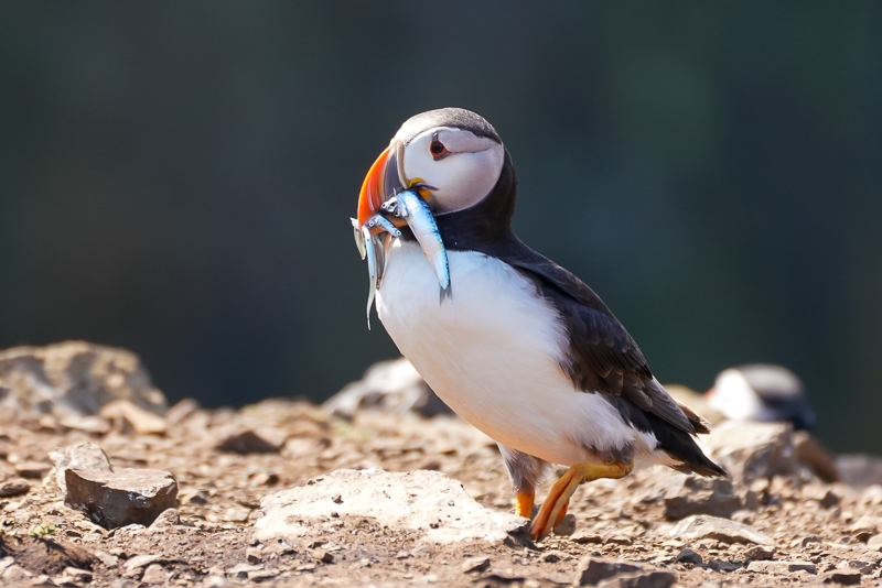 Hayley Kinsey Puffin with fish