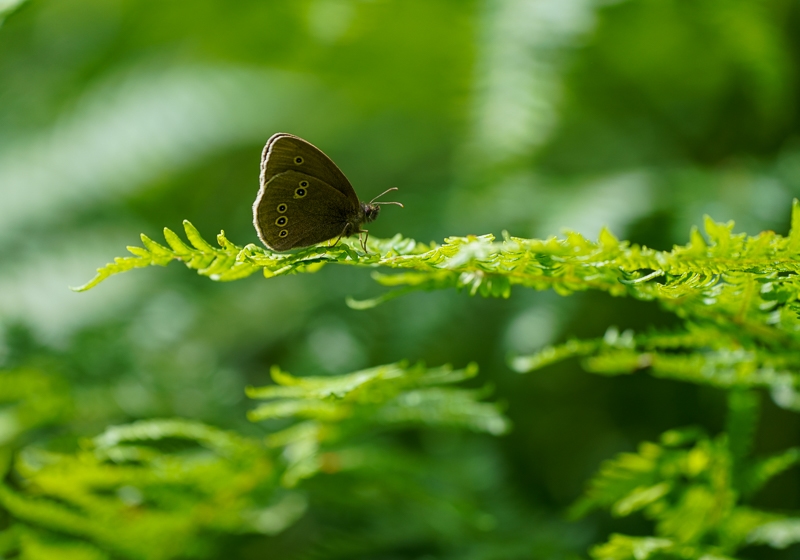 Hayley Kinsey Butterfly