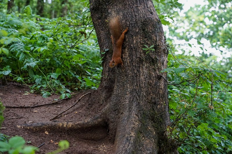 Hayley Kinsey Red Squirrel 5