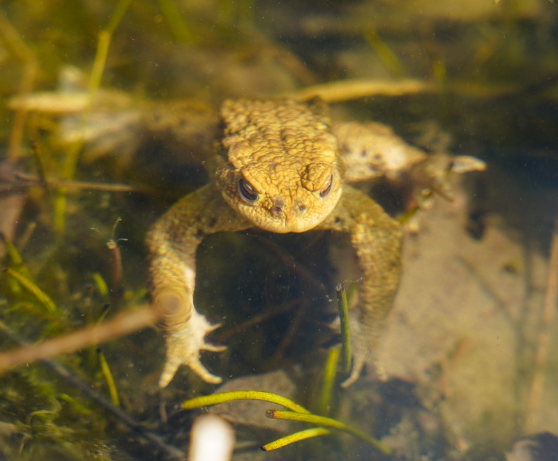 Hayley Kinsey Common Toad