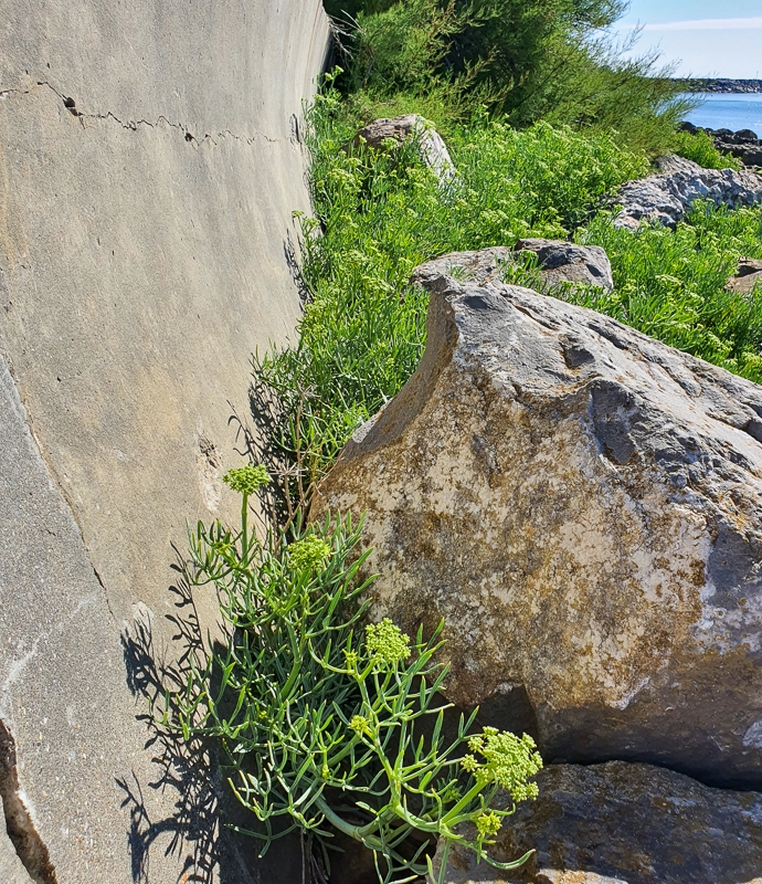 Hayley Kinsey Ventnor Sea Wall