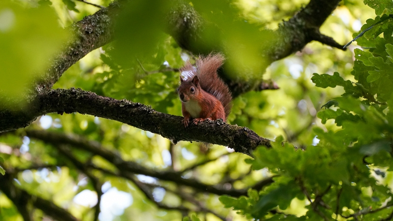 Hayley Kinsey Red Squirrel in Tree