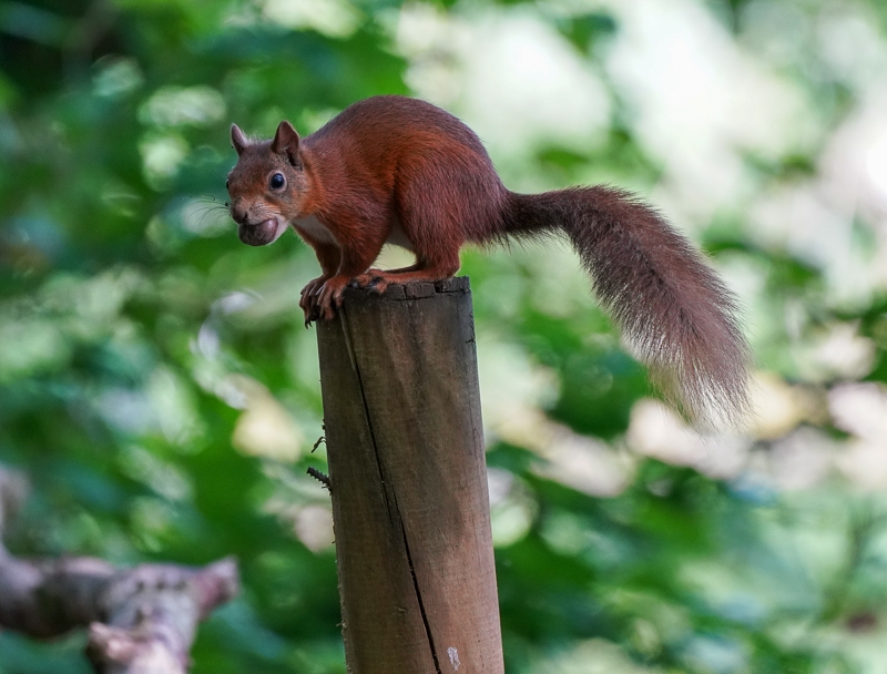 Hayley Kinsey Red Squirrel 10