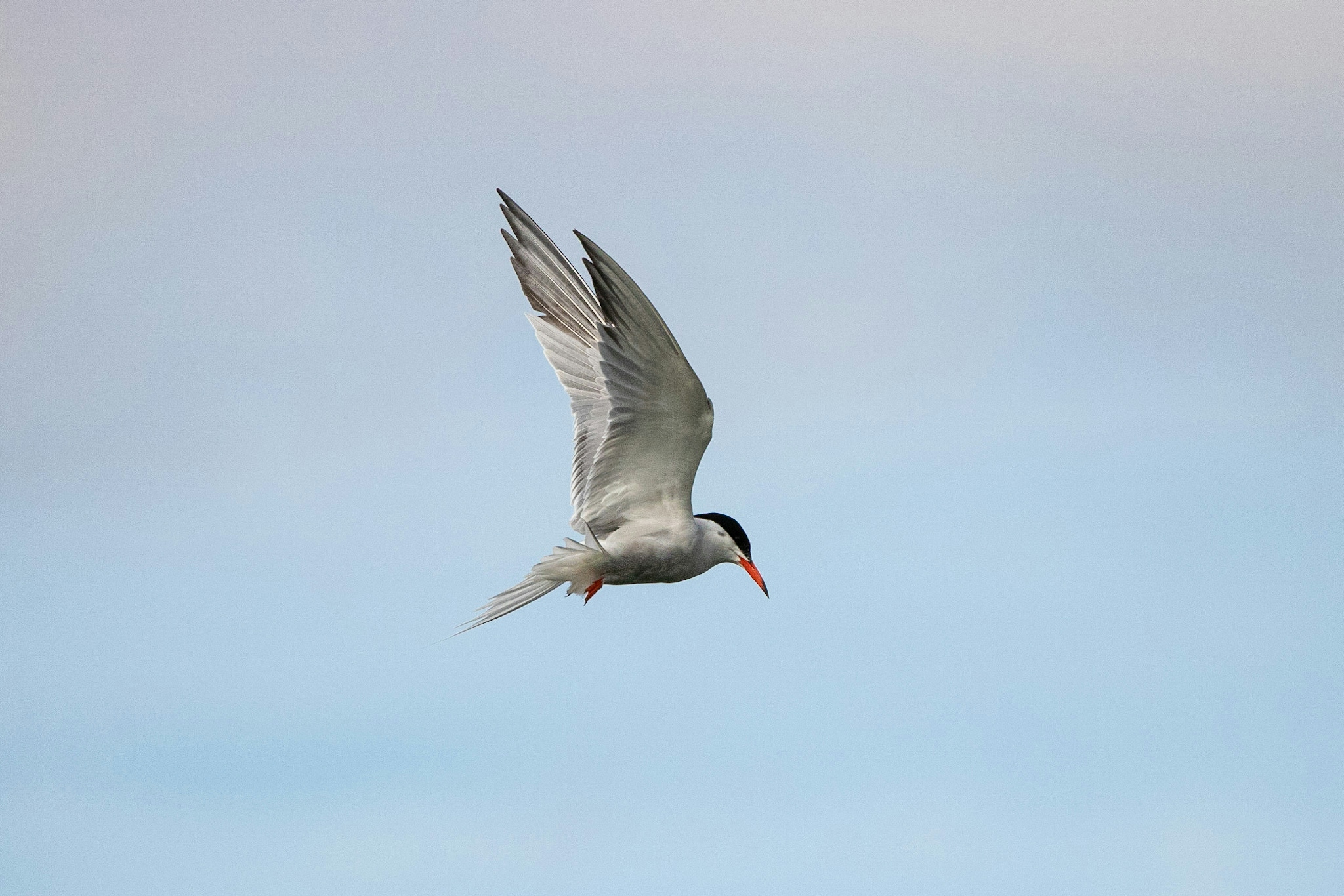 hayley-kinsey-common-tern-in-flight-1