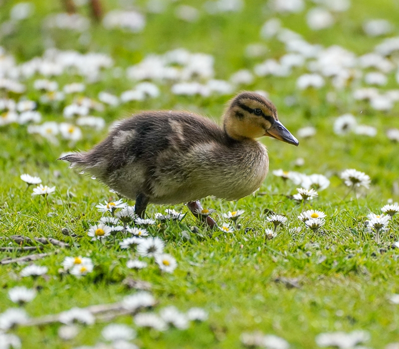 Hayley Kinsey Duckling