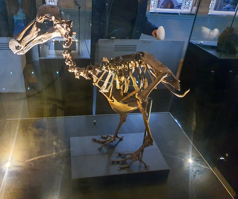 Hayley Kinsey Dodo Skeleton