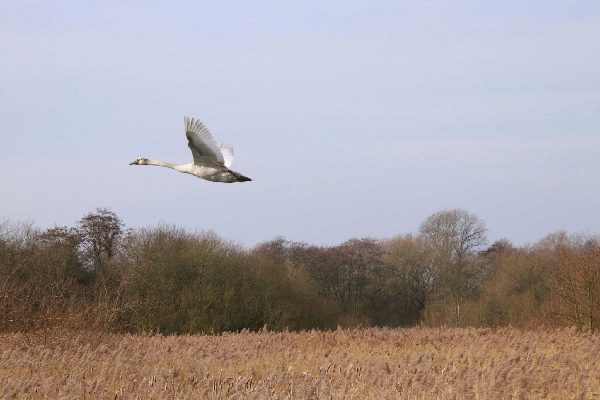 hayley-kinsey-swan-in-flight-1