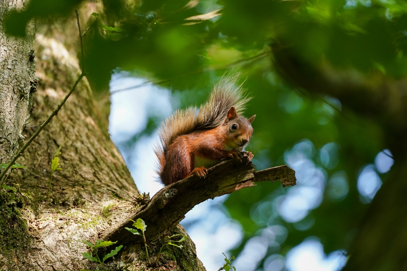 Hayley Kinsey Red Squirrel 26